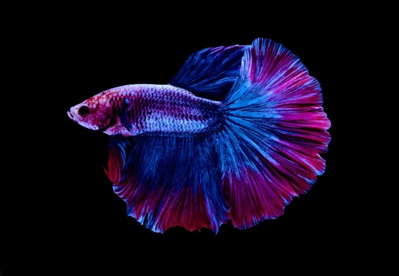 Halfmoon Betta